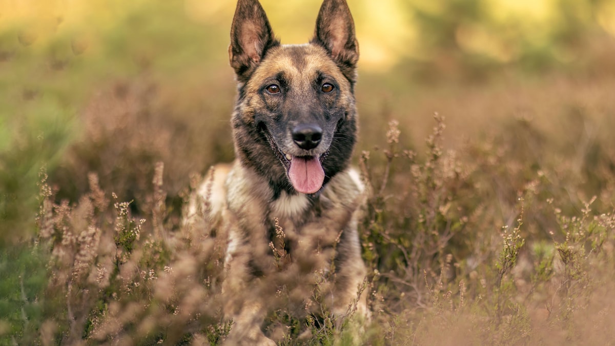 Malinois