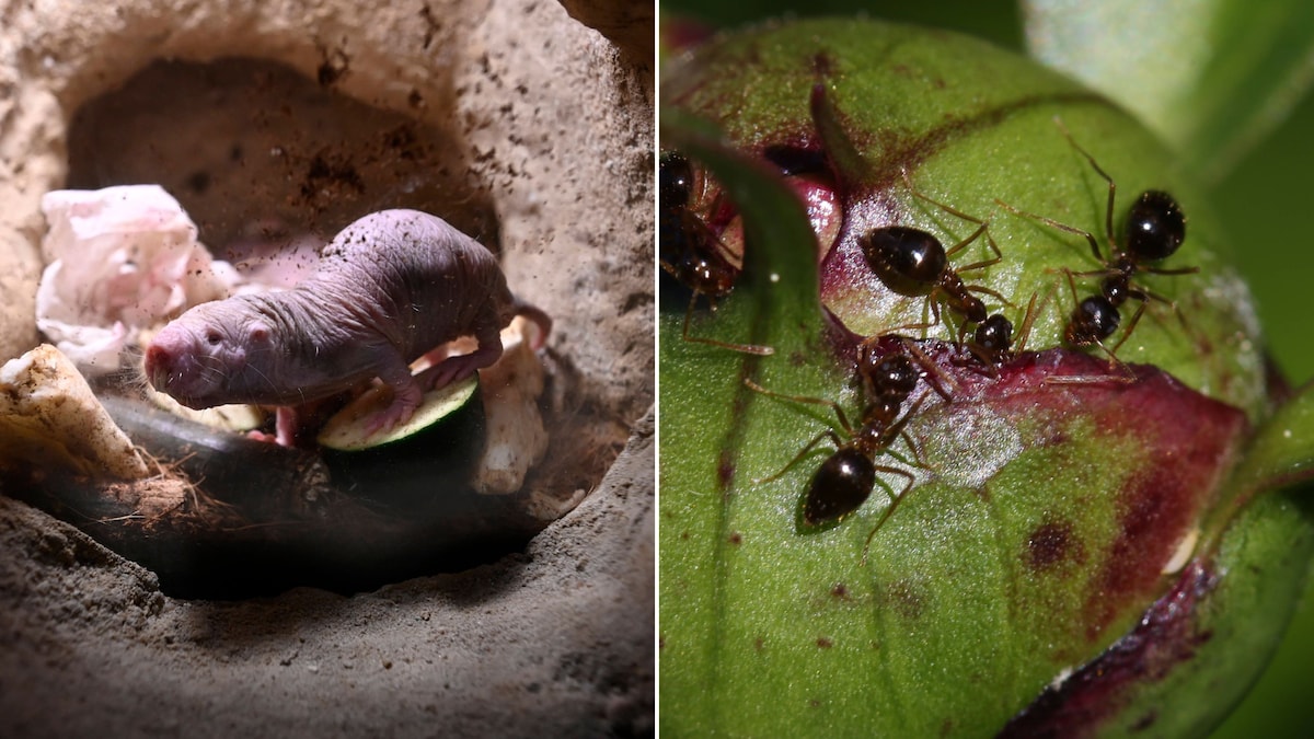 Auch Tiere können zu Architekten werden. (Fotomontage)